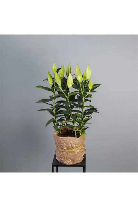 LİLLİUM (Zambak) BAKIMI Çiçek Bakımı, Çiçek .